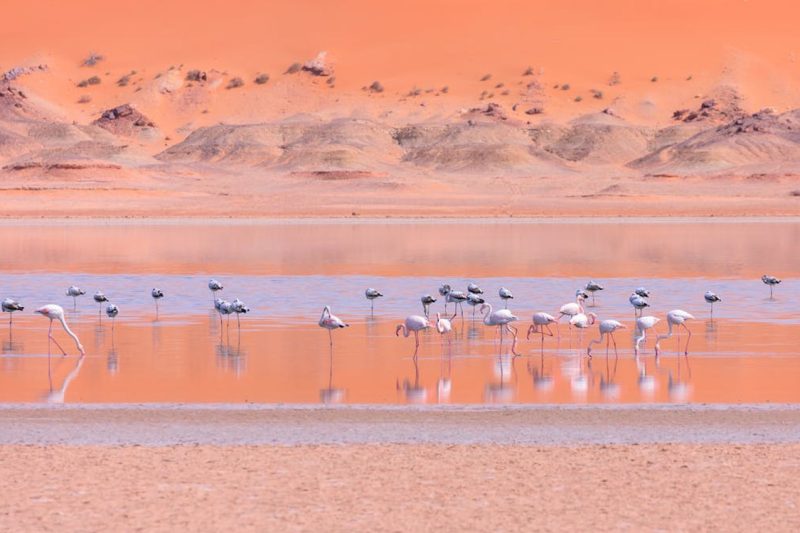 Illusions seduce crowds more than truths